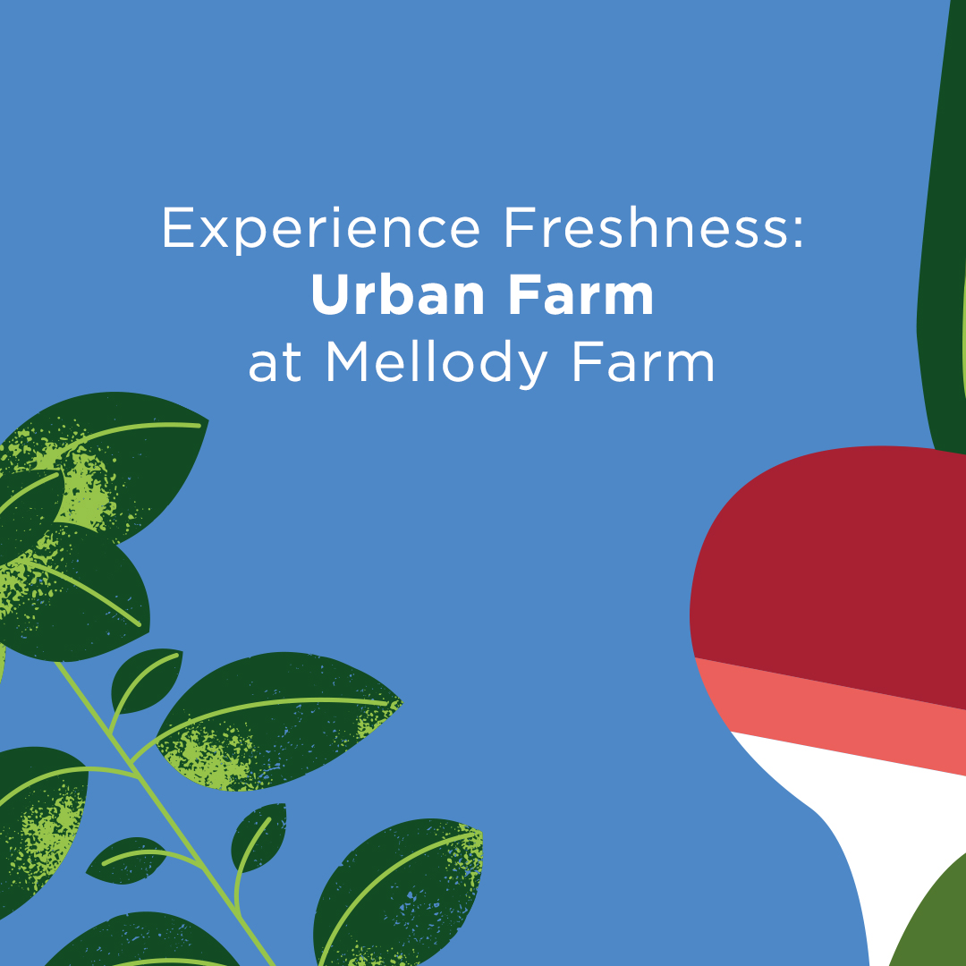 Experience Freshness: Urban Farm at Mellody Farm