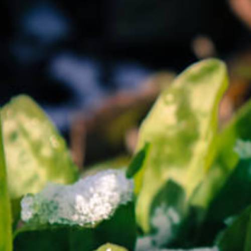 Crop Succession plants with frost on them