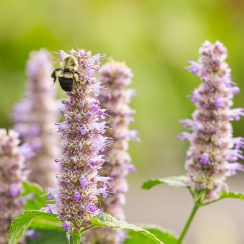 Pollinators & Urban Farming a bumble bee pollinating flowers